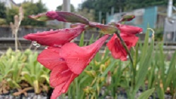 Gladiolus flanaganii - 9cm pot 